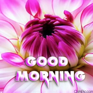 Top 50 Good Morning Flowers Images Pictures HD Photos Free Download