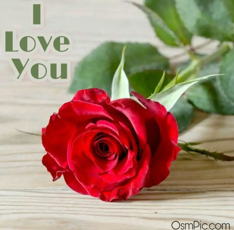 50 Most Beautiful I Love You Roses Images Pics Of Love Roses For Lovers