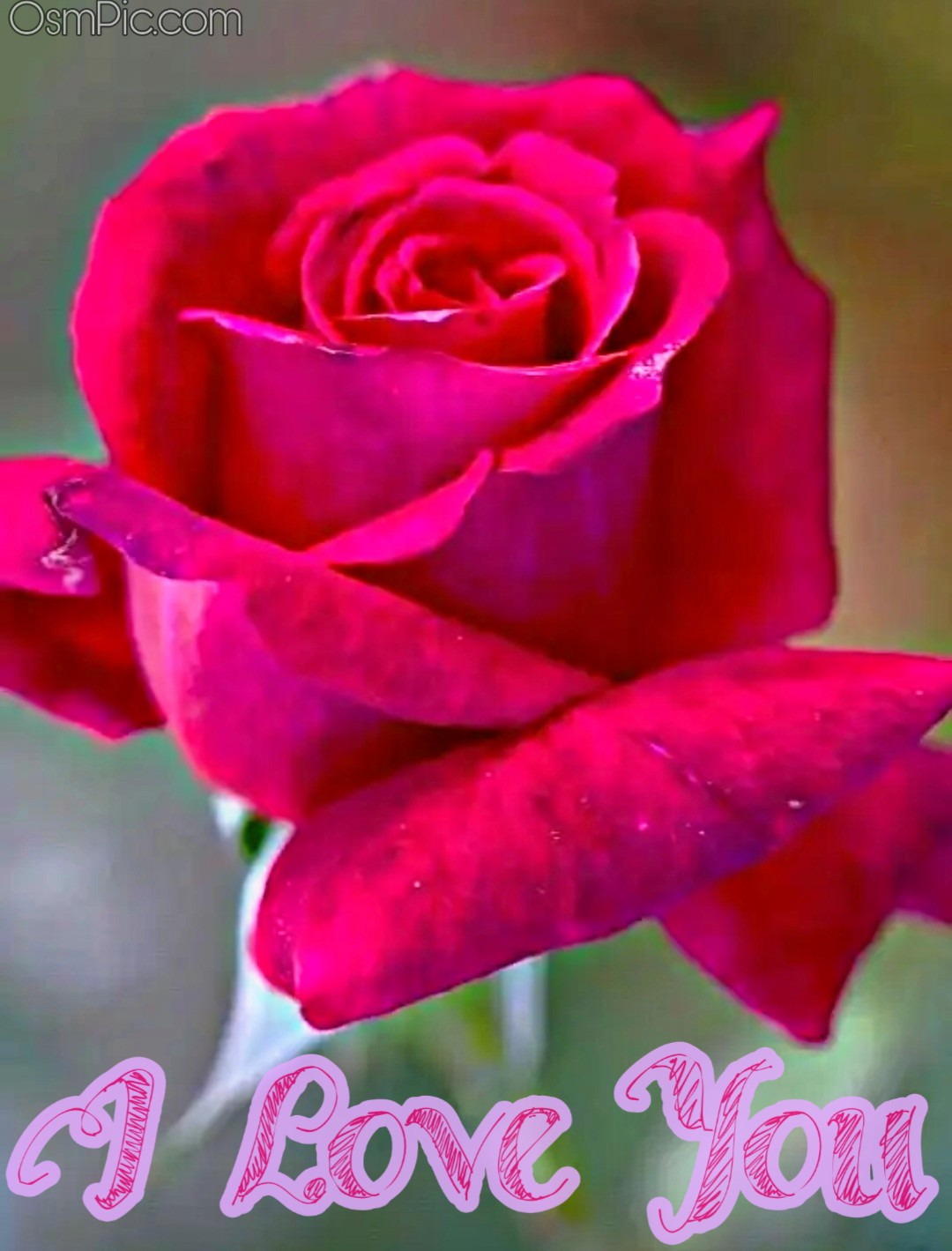 50 Most Beautiful I Love You Roses Images Pics Of Love Roses For Lovers