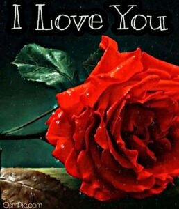 50 Most Beautiful I Love You Roses Images Pics Of Love Roses For Lovers