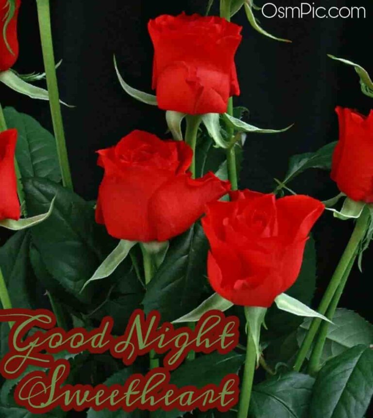 45 Good Night Rose Images Hd Pictures Wallpapers Of Gn Rose Flowers