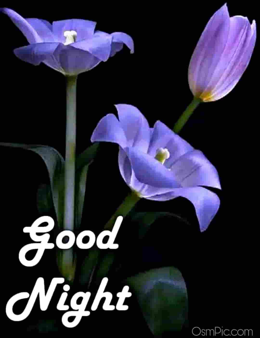 New Good Night Images Free Download For WhatsApp Friends With Good