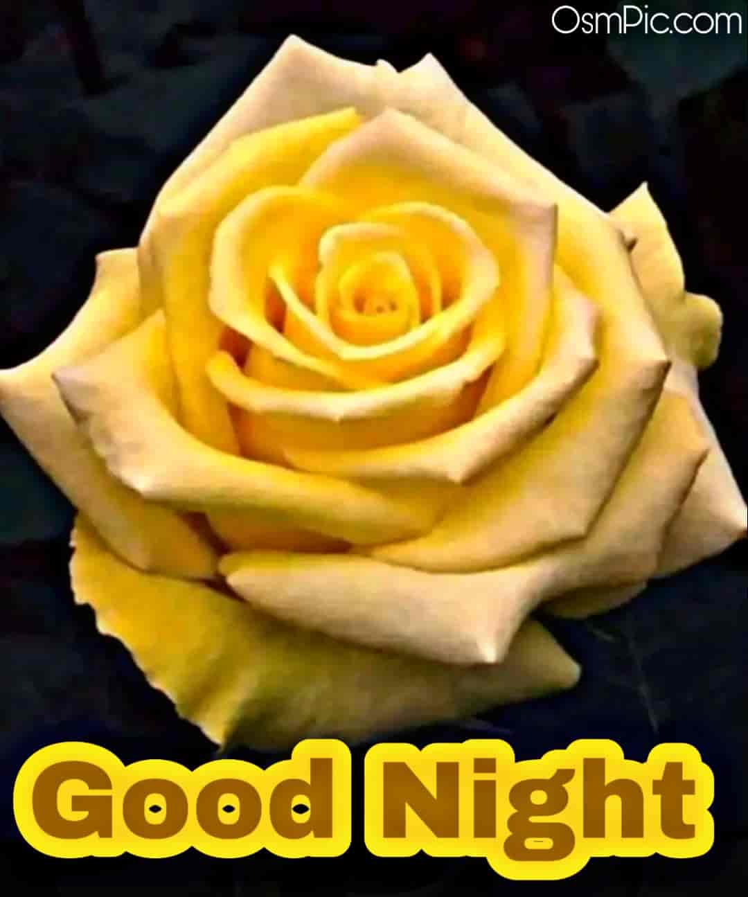 45 Good Night Rose Images Hd Pictures Wallpapers Of Gn Rose Flowers