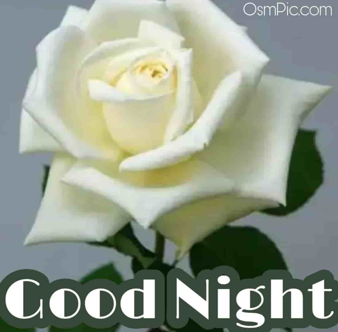 45 Good Night Rose Images Hd Pictures Wallpapers Of Gn Rose Flowers