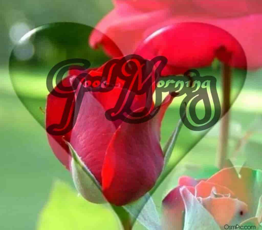 55 Good Morning Rose Flowers Images Pictures With Romantic, Red Roses